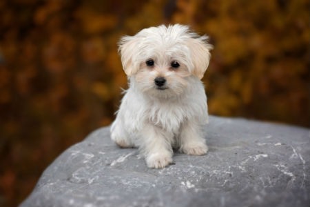 cachorros bichon maltes