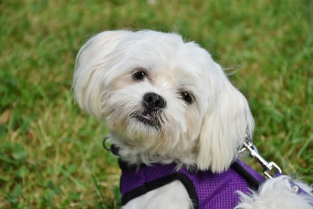 bichon maltese care