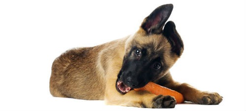good vegetables for dogs