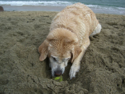 dog buries playing