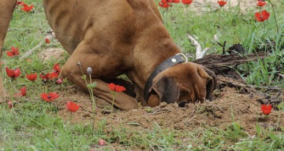 cachorro enterra comida