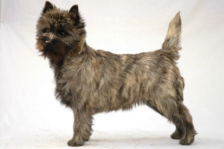 origen Cairn Terrier