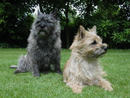 Cairn Terrier dog