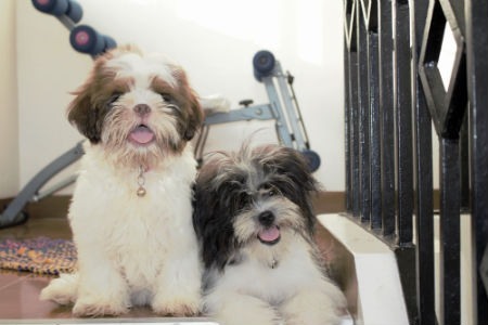 Cabelo de Shih Tzu