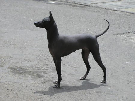 Xoloitzcuintle hair