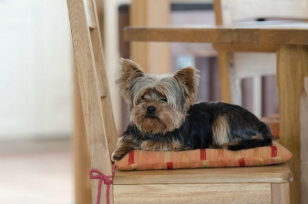 Cabelo de Yorkshire