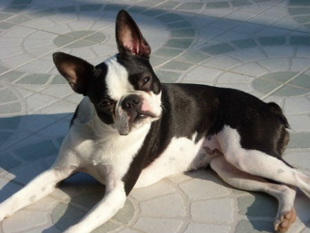 pelo Boston terrier