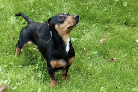 pelo Dachshund