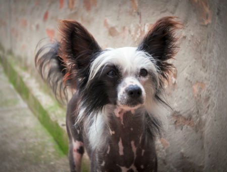 chinese crested hair