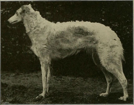 origin of the borzoi