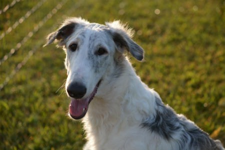 borzoi puppy