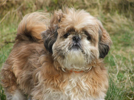 Cachorro Shih Tzu