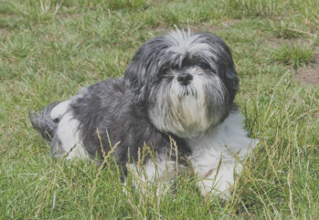 Shih Tzu dog breed