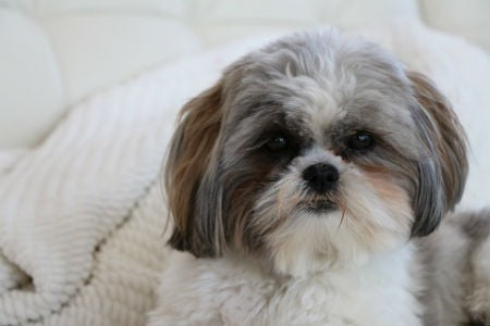 Shih Tzu feeding