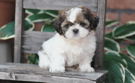 Filhotes de Shih Tzu