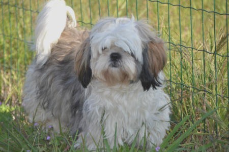 el Shih Tzu