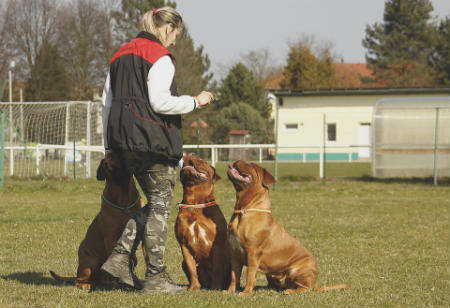 adiestrar perro refuerzo positivo