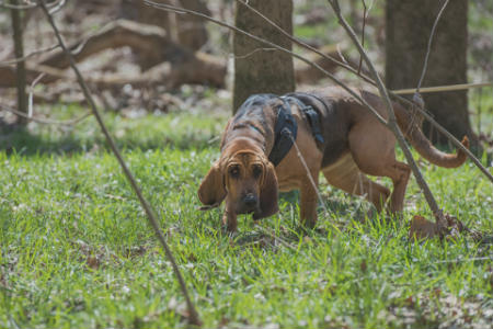 Capacité olfactive du chien