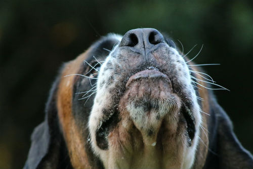 Capacité olfactive du chien