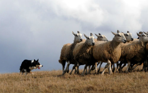 olfato perros pastores