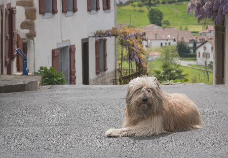 Catalan Shepherd dog