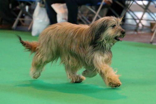 Catalan dog