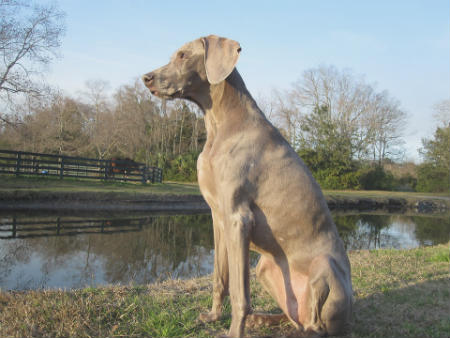 Weimaraner