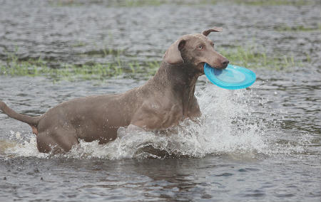 train Weimaraner