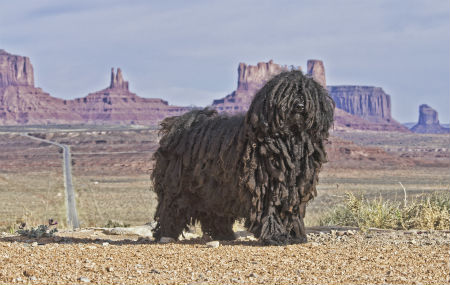 personagem komondor