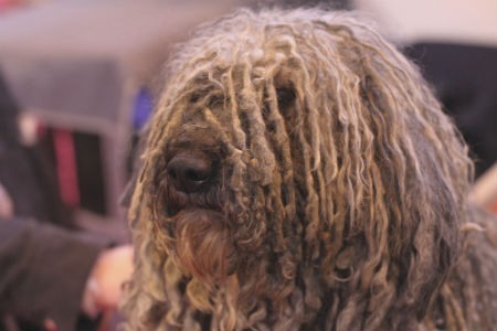 komondor origin