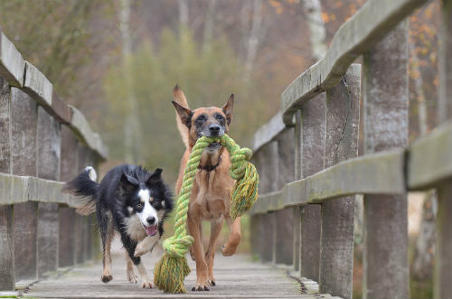 Mécanisme de défense des chiens naturels