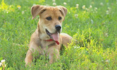 fortalecer o sistema imunológico do cão