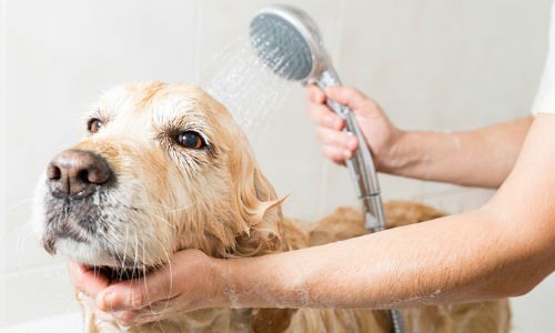 Tips and tricks for bathing our dog