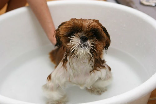 how to bathe our dog