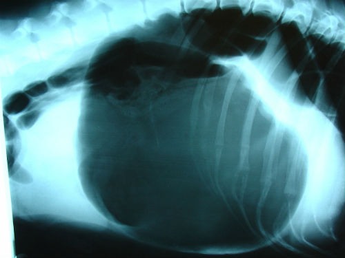 gastric torsion x-ray