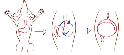 Torsion gastrique