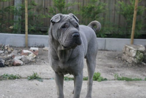 Shar pei feeding