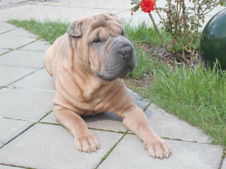 Shar pei temperament