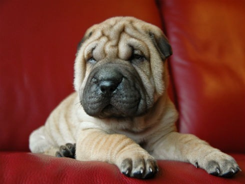 Shar pei care