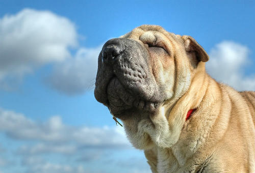 Shar pei famosos