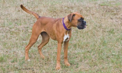 cachorro da raça boxer