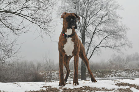 Boxer, o companheiro ideal – Lobo Azul