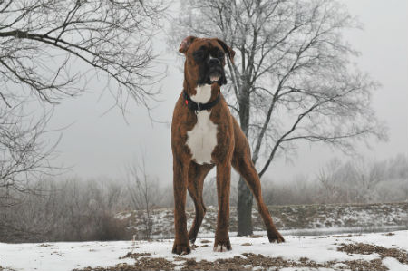 boxer feeding