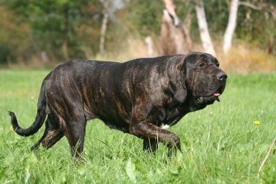 Fila Brazilian dog breed