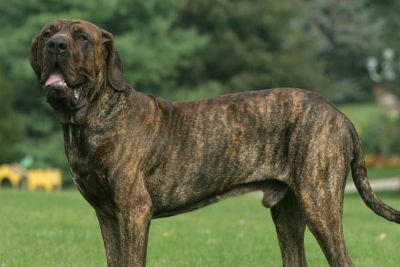 Fila Brasileiro, Information & Dog Breed Facts, Pets Feed