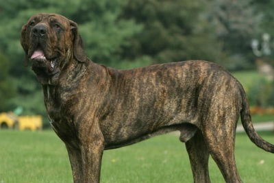 Fila Brasileiro - Um guardião da família – Lobo Azul