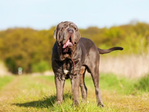 italian mastiff