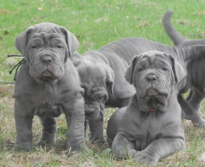 Neapolitan mastiff puppies