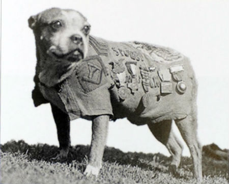 Chiens célèbres tronqués