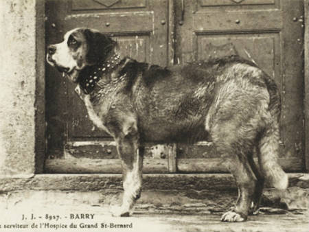 saint bernard barry